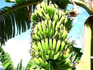 50 Pcs Dwarf Banana Bonsai Tree, Tropical Fruit Tree, Bonsai Balcony Flower for Home Planting, Germination Rate of 95%